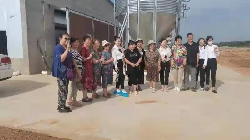 陜西銅川紅土鎮(zhèn)全自動雞舍完工！