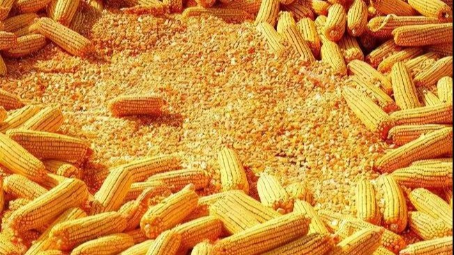 新玉米秋收上市：蛋雞養(yǎng)殖中新玉米使用的四大危害分析與五大解決應對方案