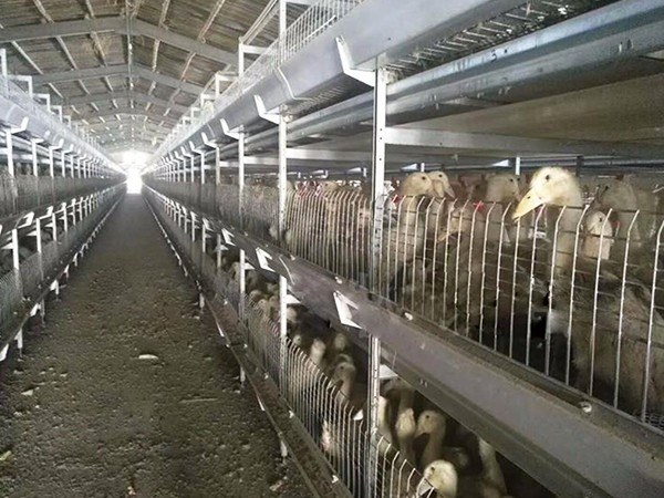 肉鴨自動化設(shè)備